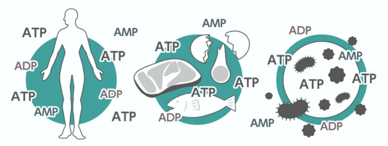 ATP 分解為 ADP 與 AMP 的過程示意圖，說明龜甲萬 A3 同時檢測三種腺苷酸的優勢