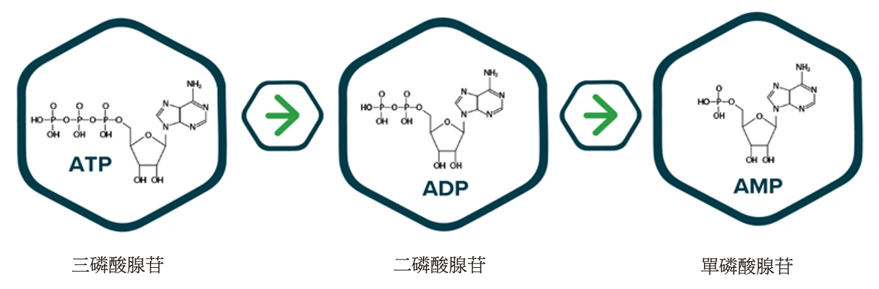 ATP 分解為 ADP 與 AMP 的過程示意圖，說明龜甲萬 A3 同時檢測三種腺苷酸的優勢