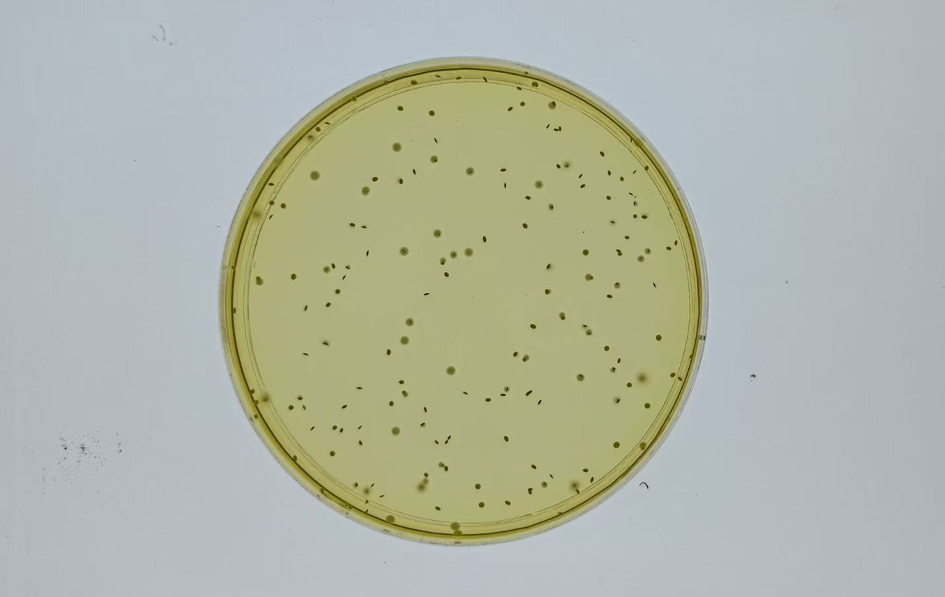 客戶實際 MRS Agar 培養皿，顯示微小菌落均勻分布至培養皿邊緣